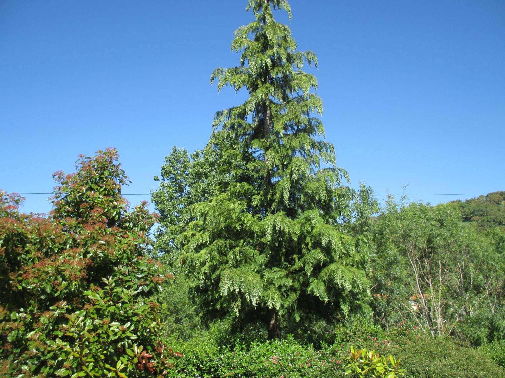 Bungalow "A Choupana" - Quinta Da Carvoica - Vale Pradinhos Vale de Pradinhos ภายนอก รูปภาพ